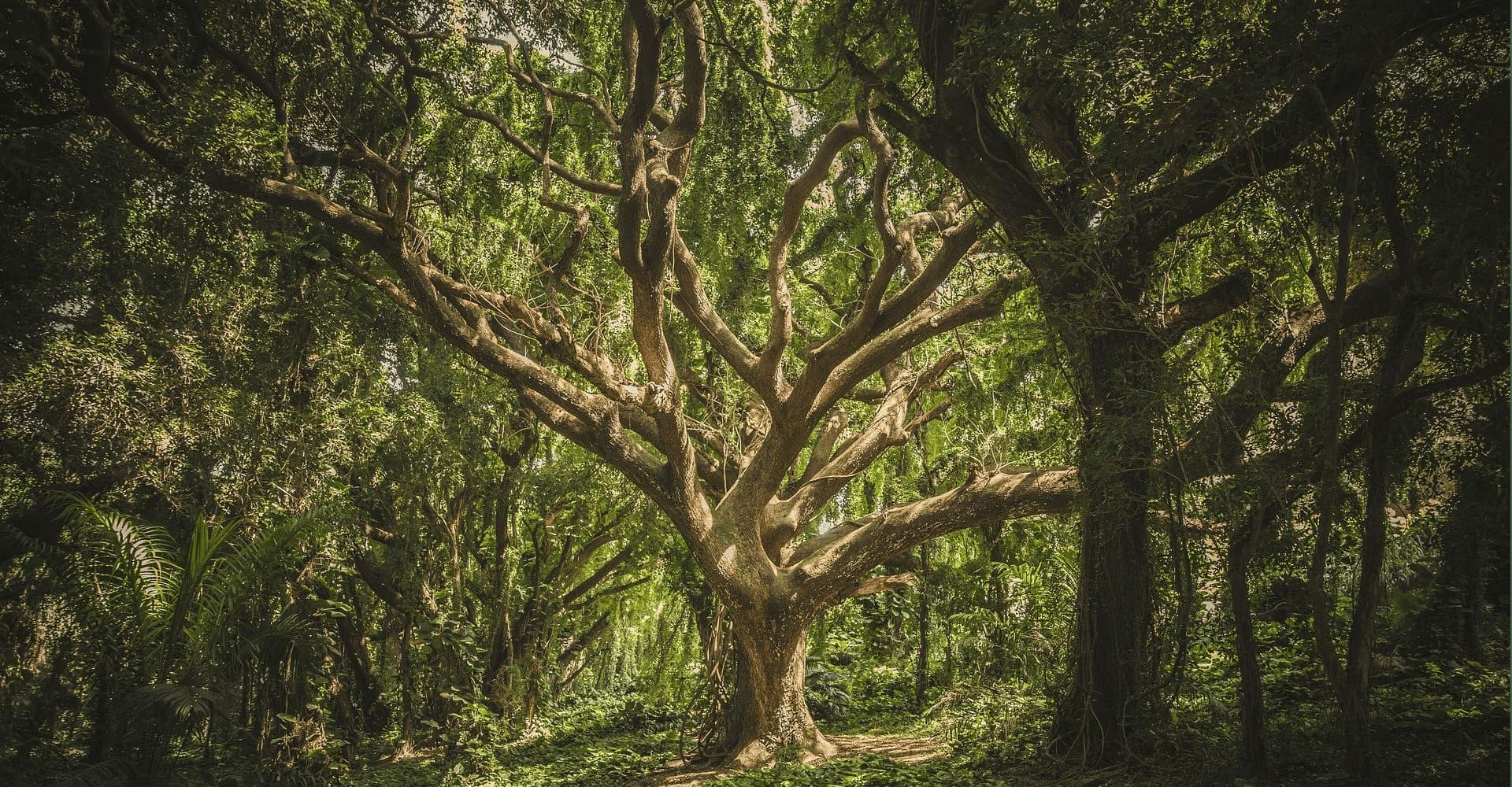 Trees Großhändler für Hanfblüten
